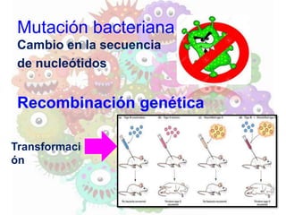 Mutación bacteriana
Cambio en la secuencia
de nucleótidos
Recombinación genética
Transformaci
ón
 