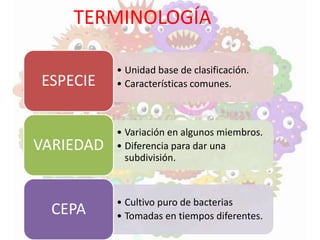 TERMINOLOGÍA
• Unidad base de clasificación.
• Características comunes.ESPECIE
• Variación en algunos miembros.
• Diferencia para dar una
subdivisión.
VARIEDAD
• Cultivo puro de bacterias
• Tomadas en tiempos diferentes.CEPA
 