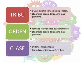• División por la variación de géneros.
• El nombre deriva del género más
primitivo.TRIBU
• Familias relacionadas estrechamente.
• El nombre deriva del género más
primitivo .
ORDEN
• Ordenes relacionados.
• Tomadas en tiempos diferentes.CLASE
 