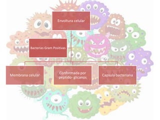 Envoltura celular
Membrana celular
Conformada por
peptido- glicanos
Capsula bacteriana
Bacterias Gram Positivas
 