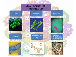CLASIFICACIÓN POR
MORFOLOGÍA
COCOS BACILOS VIBRIONES
ESPIRILOS
ESPIROQUET
AS
BACTERIAS
FILIFORMES
 