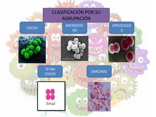 CLASIFICACIÓN POR SU
AGRUPACIÓN
COCOS
MICROCOC
OS
DIPLOCOCO
S
TETRA
COCOS
SARCINAS
 