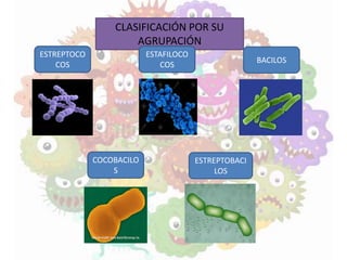 ESTREPTOCO
COS
CLASIFICACIÓN POR SU
AGRUPACIÓN
ESTAFILOCO
COS
BACILOS
COCOBACILO
S
ESTREPTOBACI
LOS
 