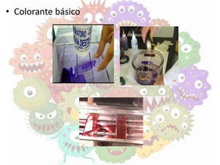 • Colorante básico
 