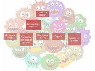 Envoltura
celular
Membrana
interna Conformada
por peptido-
glicanos
Membrana
Externa
Capsula
Espacio peri
plástico
Bacterias Gram
negativas
 