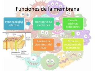 Funciones de la membrana
Permeabilidad
selectiva
Transporte de
electrones
Excreta
enzimas
hidrolíticas
Porta los
receptores de
membrana
Realizan la
biosintesis del
ADN
 