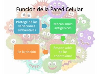 Función de la Pared Celular
Protege de las
variaciones
ambientales
Mecanismos
antigénicos
Responsable
de las
endotoxinas
En la tinción
 