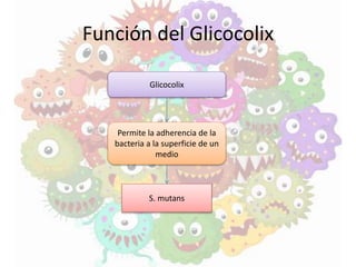 Función del Glicocolix
Glicocolix
Permite la adherencia de la
bacteria a la superficie de un
medio
S. mutans
 