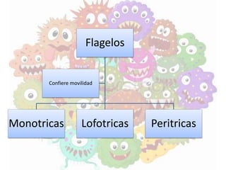 Flagelos
Monotricas Lofotricas Peritricas
Confiere movilidad
 