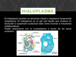 HIALOPLASMA
El hialoplasma también se denomina citosol o citoplasma fundamental
(citoplasma). El hialoplasma es un gel casi líquido que contiene en
disolución o suspensión sustancias tales como enzimas e inclusiones
citoplasmáticas.
Puede relacionarse con el nucleoplasma a través de los poros
nucleares.

 