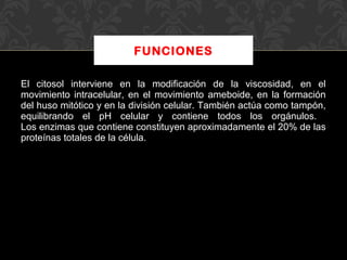 FUNCIONES
El citosol interviene en la modificación de la viscosidad, en el
movimiento intracelular, en el movimiento ameboide, en la formación
del huso mitótico y en la división celular. También actúa como tampón,
equilibrando el pH celular y contiene todos los orgánulos.
Los enzimas que contiene constituyen aproximadamente el 20% de las
proteínas totales de la célula.

 