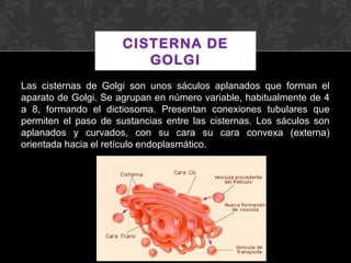 CISTERNA DE
GOLGI
Las cisternas de Golgi son unos sáculos aplanados que forman el
aparato de Golgi. Se agrupan en número variable, habitualmente de 4
a 8, formando el dictiosoma. Presentan conexiones tubulares que
permiten el paso de sustancias entre las cisternas. Los sáculos son
aplanados y curvados, con su cara su cara convexa (externa)
orientada hacia el retículo endoplasmático.

 