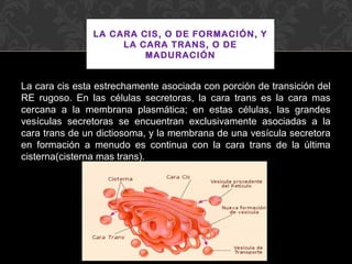 LA CARA CIS, O DE FORMACIÓN, Y
LA CARA TRANS, O DE
MADURACIÓN

La cara cis esta estrechamente asociada con porción de transición del
RE rugoso. En las células secretoras, la cara trans es la cara mas
cercana a la membrana plasmática; en estas células, las grandes
vesículas secretoras se encuentran exclusivamente asociadas a la
cara trans de un dictiosoma, y la membrana de una vesícula secretora
en formación a menudo es continua con la cara trans de la última
cisterna(cisterna mas trans).

 
