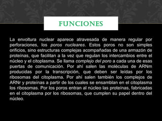 FUNCIONES
La envoltura nuclear aparece atravesada de manera regular por
perforaciones, los poros nucleares. Estos poros no son simples
orificios, sino estructuras complejas acompañadas de una armazón de
proteínas, que facilitan a la vez que regulan los intercambios entre el
núcleo y el citoplasma. Se llama complejo del poro a cada una de esas
puertas de comunicación. Por ahí salen las moléculas de ARNm
producidas por la transcripción, que deben ser leídas por los
ribosomas del citoplasma. Por ahí salen también los complejos de
ARNr y proteínas a partir de los cuales se ensamblan en el citoplasma
los ribosomas. Por los poros entran al núcleo las proteínas, fabricadas
en el citoplasma por los ribosomas, que cumplen su papel dentro del
núcleo.

 