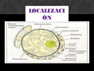 LOCALIZACI
ÓN

 