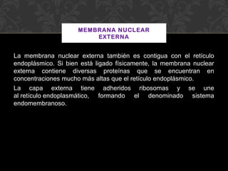 MEMBRANA NUCLEAR
EXTERNA

La membrana nuclear externa también es contigua con el retículo
endoplásmico. Si bien está ligado físicamente, la membrana nuclear
externa contiene diversas proteínas que se encuentran en
concentraciones mucho más altas que el retículo endoplásmico.
La capa externa tiene adheridos ribosomas y se une
al retículo endoplasmático, formando el denominado sistema
endomembranoso.

 
