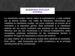 MEMBRANA NUCLEAR
INTERNA

La membrana nuclear interna rodea el nucleoplasma, y está cubierta
por la lámina nuclear, una malla de filamentos intermedios que
estabiliza la membrana nuclear, así como implicada en función de la
cromatina y la expresión génica. Está conectado a la membrana
externa por los poros nucleares que penetran en las membranas.
Mientras que las dos membranas y el retículo endoplásmico están
vinculados, proteínas embebidas en las membranas tienden a
quedarse en lugar de dispersarse a través del continuo.
La capa interna de la membrana nuclear tiene adherida la cromatina.
Esta ultima , esta compuesta por ADN y proteínas y es el principal
constituyente de los cromosomas.

 