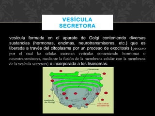 VESÍCULA
SECRETORA
vesícula formada en el aparato de Golgi conteniendo diversas
sustancias (hormonas, enzimas, neurotransmisores, etc.) que es
liberada a través del citoplasma por un proceso de exocitosis (proceso
por el cual las células excretan vesículas conteniendo hormonas o
neurotransmisores, mediante la fusión de la membrana celular con la membrana
de la vesícula secretora) o incorporada a los lisosomas.

 