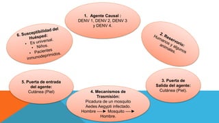 3. Puerta de
Salida del agente:
Cutánea (Piel).4. Mecanismos de
Trasmisión:
Picadura de un mosquito
Aedes Aegypti infectado.
Hombre ----► Mosquito ----►
Hombre.
5. Puerta de entrada
del agente:
Cutánea (Piel)
1. Agente Causal :
DENV 1, DENV 2, DENV 3
y DENV 4.
 