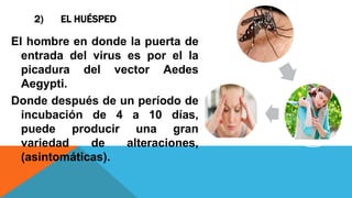 2) EL HUÉSPED
El hombre en donde la puerta de
entrada del virus es por el la
picadura del vector Aedes
Aegypti.
Donde después de un período de
incubación de 4 a 10 días,
puede producir una gran
variedad de alteraciones,
(asintomáticas).
 