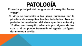 PATOLOGÍA
El vector principal del dengue es el mosquito Aedes
aegypti.
El virus se transmite a los seres humanos por la
picadura de mosquitos hembra infectadas. Tras un
periodo de incubación del virus que dura entre 4 y
10 días, un mosquito infectado por alguno de los
cuatro virus puede transmitir el agente patógeno
durante toda la vida.
 