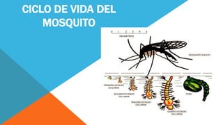 CICLO DE VIDA DEL
MOSQUITO
 