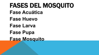 FASES DEL MOSQUITO
Fase Acuática
Fase Huevo
Fase Larva
Fase Pupa
Fase Mosquito
 