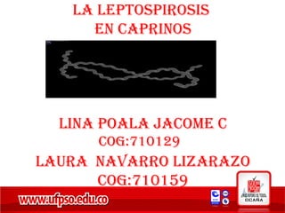 LA LEPTOSPIROSIS
EN CAPRINOS
LINA POALA JACOME C
LAURA NAVARRO LIzARAzO
COG:710159
COG:710129
 