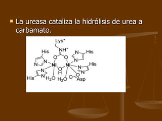 La ureasa cataliza la hidrólisis de urea a carbamato.  