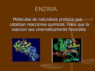 ENZIMA.  Moleculas de naturaleza proteica que catalizan reacciones quimicas. Hace que la reaccion sea cinematicamente favorable  