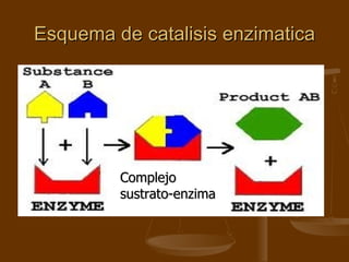 Esquema de catalisis enzimatica Complejo sustrato-enzima 