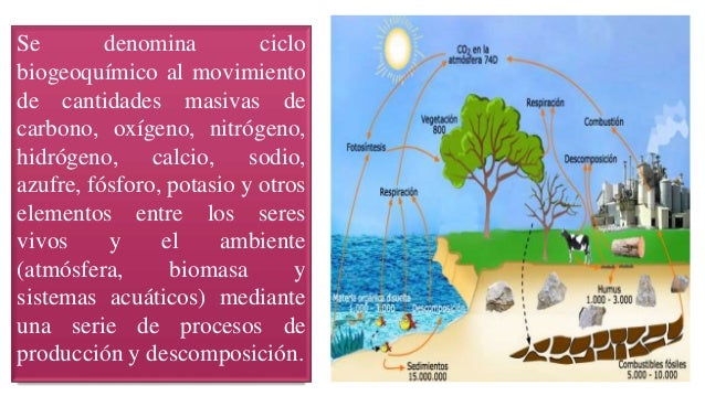 Exposicion de los ciclos biogeoquimicos