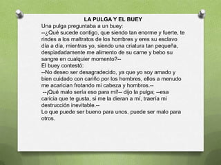 LA PULGA Y EL BUEY
Una pulga preguntaba a un buey:
--¿Qué sucede contigo, que siendo tan enorme y fuerte, te
rindes a los maltratos de los hombres y eres su esclavo
día a día, mientras yo, siendo una criatura tan pequeña,
despiadadamente me alimento de su carne y bebo su
sangre en cualquier momento?--
El buey contestó:
--No deseo ser desagradecido, ya que yo soy amado y
bien cuidado con cariño por los hombres, ellos a menudo
me acarician frotando mi cabeza y hombros.--
 --¡Qué malo sería eso para mí!-- dijo la pulga; --esa
caricia que te gusta, si me la dieran a mí, traería mi
destrucción inevitable.--
Lo que puede ser bueno para unos, puede ser malo para
otros.
 