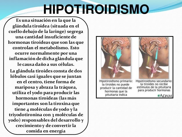 Exposición del Sistema Endocrino.
