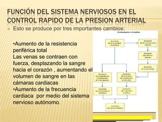 FUNCIÓN DEL SISTEMA NERVIOSOS EN EL
CONTROL RAPIDO DE LA PRESION ARTERIAL
 Esto se produce por tres importantes cambios:
•Aumento de la resistencia
periférica total
Las venas se contraen con
fuerza, desplazando la sangre
hacia el corazón , aumentando el
volumen de sangre en las
cámaras cardiacas
•Aumento de la frecuencia
cardiaca por medio del sistema
nervioso autónomo.
 