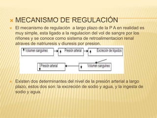  MECANISMO DE REGULACIÓN
 El mecanismo de regulación a largo plazo de la P A en realidad es
muy simple, esta ligado a la regulacion del vol de sangre por los
riñones y se conoce como sistema de retroalimentacion renal
atraves de natriuresis y diuresis por presion.
 Existen dos determinantes del nivel de la presión arterial a largo
plazo, estos dos son: la excreción de sodio y agua, y la ingesta de
sodio y agua.
 