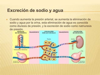 Excreción de sodio y agua
 Cuando aumenta la presión arterial, se aumenta la eliminación de
sodio y agua por la orina, esta eliminación de agua es conocida
como diuresis de presión, y la excreción de sodio como natriuresis
de presión.
 
