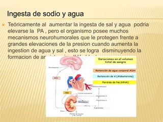 Ingesta de sodio y agua
 Teóricamente al aumentar la ingesta de sal y agua podria
elevarse la PA , pero el organismo posee muchos
mecanismos neurohumorales que le protegen frente a
grandes elevaciones de la presion cuando aumenta la
ingestion de agua y sal , esto se logra disminuyendo la
formacion de angiotensina II Y aldosterona.
 