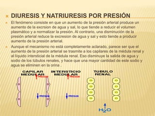  DIURESIS Y NATRIURESIS POR PRESIÓN
 El fenómeno consiste en que un aumento de la presión arterial produce un
aumento de la excrsion de agua y sal, lo que tiende a reducir el volumen
plasmático y a normalizar la presión. Al contrario, una disminución de la
presión arterial reduce la excresion de agua y sal y esto tiende a producir
aumento de la presión arterial.
 Aunque el mecanismo no está completamente aclarado, parece ser que el
aumento de la presión arterial se trasmite a los capilares de la médula renal y
al líquido intersticial de la médula renal. Eso disminuye la salida de agua y
sodio de los túbulos renales, y hace que una mayor cantidad de este sodio y
agua se eliminen en la orina .
 