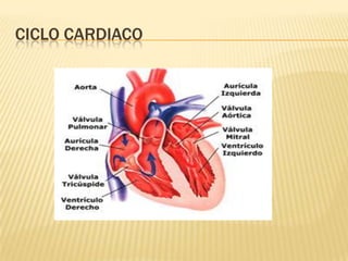 CICLO CARDIACO
 