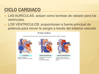 CICLO CARDIACO
 LAS AURICULAS: actúan como bombas de cebado para los
ventrículos.
 LOS VENTRICULOS: proporcionan a fuente principal de
potencia para mover la sangre a través del sistema vascular
 