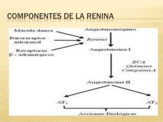 COMPONENTES DE LA RENINA
 HG
 