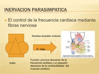 INERVACION PARASIMPATICA
 El control de la frecuencia cardiaca mediante
fibras nerviosa
bulbo
N. Vago
Función: provoca descenso de la
frecuencia cardiaca y un pequeño
descenso de la contractibilidad del
musculo cardiaco.
Nucleos dorsales motores
 