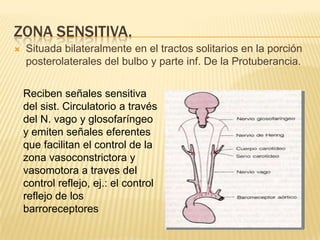 ZONA SENSITIVA.
 Situada bilateralmente en el tractos solitarios en la porción
posterolaterales del bulbo y parte inf. De la Protuberancia.
Reciben señales sensitiva
del sist. Circulatorio a través
del N. vago y glosofaríngeo
y emiten señales eferentes
que facilitan el control de la
zona vasoconstrictora y
vasomotora a traves del
control reflejo, ej.: el control
reflejo de los
barroreceptores
 
