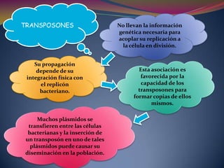  Los genes esenciales para el crecimiento están en los cromosomas y plásmidosInformación genética para migrar de un locus genético a otro Transposones GENOMAVIRAL Capaces de sobrevivir pero no replicarse excepto con la célula huésped