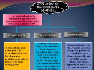  Información genética para replicación