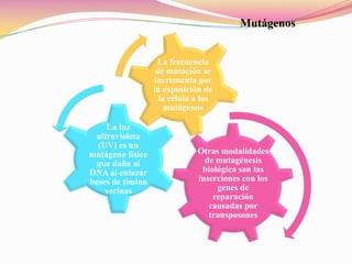  Los fagos con base en su modo de propagación: