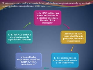  Fagos filamentosoREPLICACIÓN DNA doble cadena se sintetiza por replicación semiconservativa.Desarrollo sirve como plantilla; modelo de secuencia de información.Cada molécula contiene una cadena progenitora y una cadena recién sintetizada