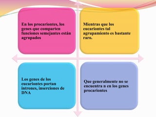 Varios puntos de crecimiento a lo largo del cromosoma lineal.Actividades enzimáticas diferentes a las funciones normales. DNA EucariontePueden participar telómeros; secuencias especializadas del DNADesarrollan el huso que atrae a los cromosomas hacía los núcleos separados y recién formados: Por el proceso de mitosis.