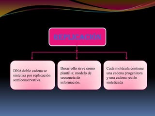  Una sola molécula de DNA de 580 a 4600 kbp